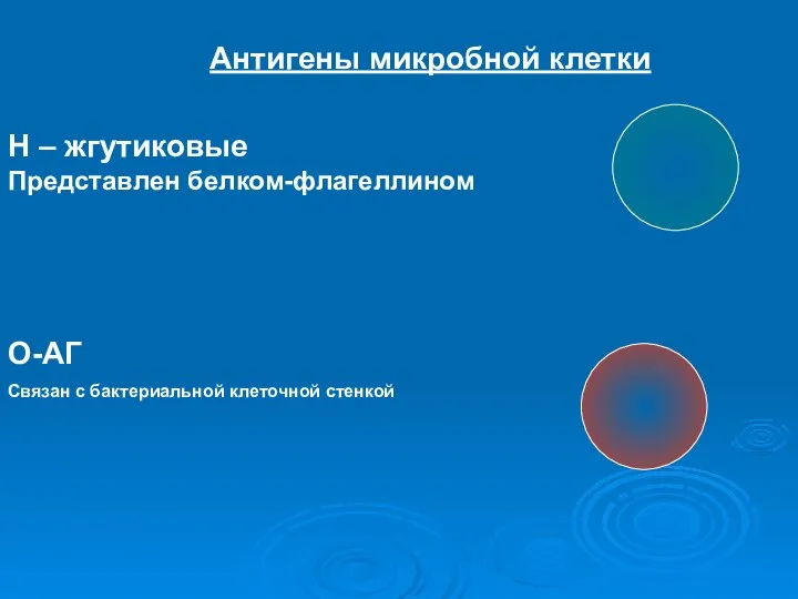 Антигены микробной клетки Н – жгутиковые Представлен белком-флагеллином О-АГ Связан с бактериальной клеточной стенкой