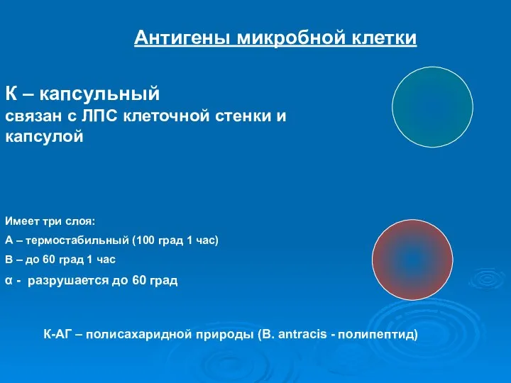 Антигены микробной клетки К – капсульный связан с ЛПС клеточной стенки