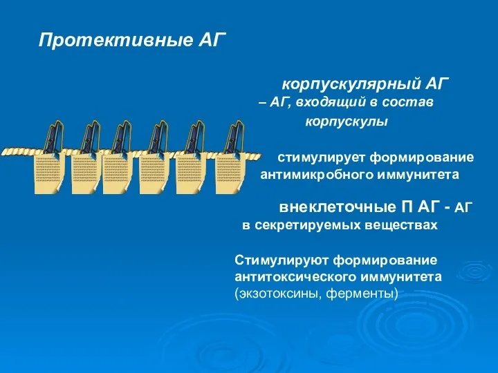 стимулирует формирование антимикробного иммунитета