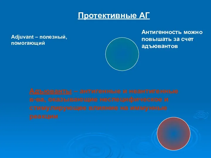 Протективные АГ Adjuvant – полезный, помогающий Антигенность можно повышать за счет