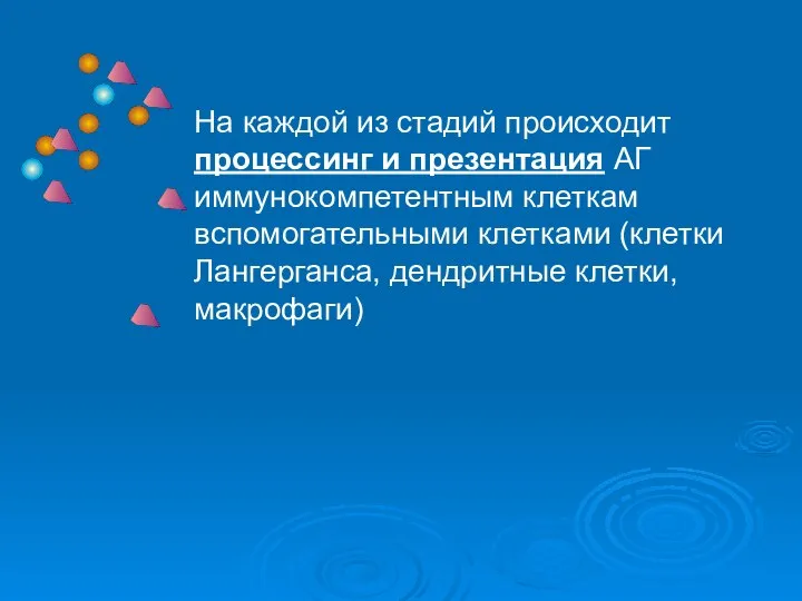 На каждой из стадий происходит процессинг и презентация АГ иммунокомпетентным клеткам