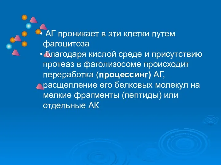 АГ проникает в эти клетки путем фагоцитоза благодаря кислой среде и