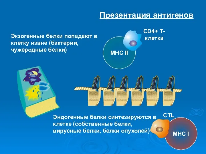 Презентация антигенов Экзогенные белки попадают в клетку извне (бактерии, чужеродные белки)