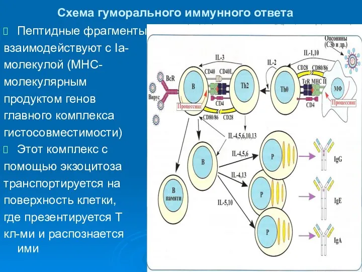 Схема гуморального иммунного ответа Пептидные фрагменты взаимодействуют с Ia- молекулой (МНС-