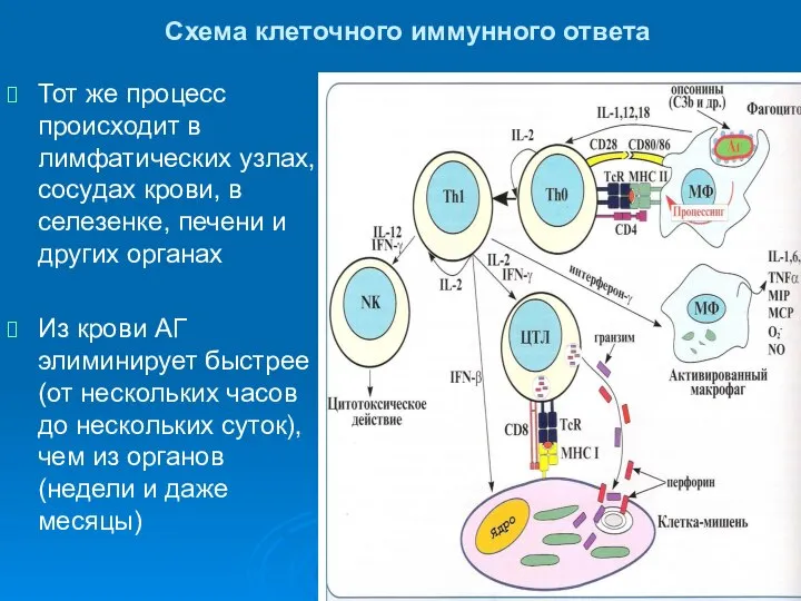 Схема клеточного иммунного ответа Тот же процесс происходит в лимфатических узлах,