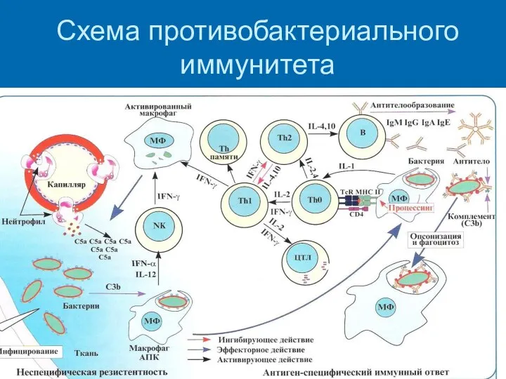 Схема противобактериального иммунитета