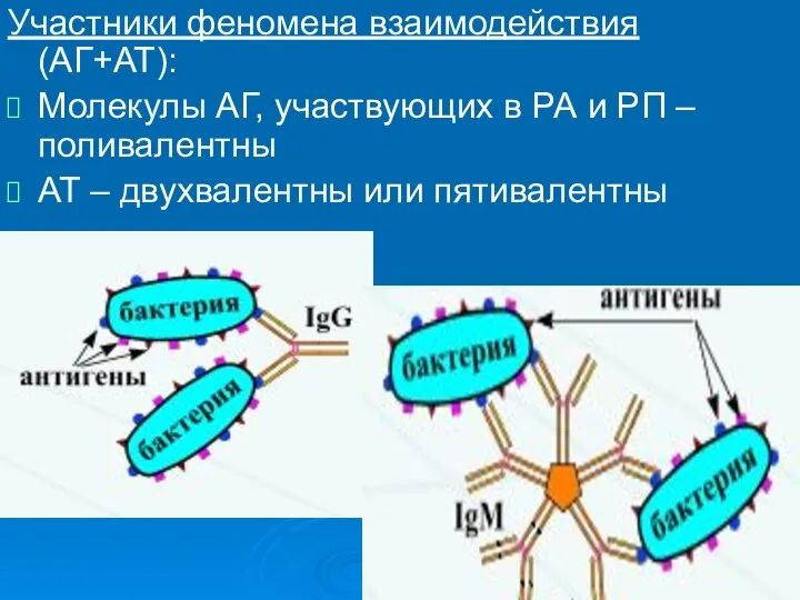 Участники феномена взаимодействия (АГ+АТ): Молекулы АГ, участвующих в РА и РП