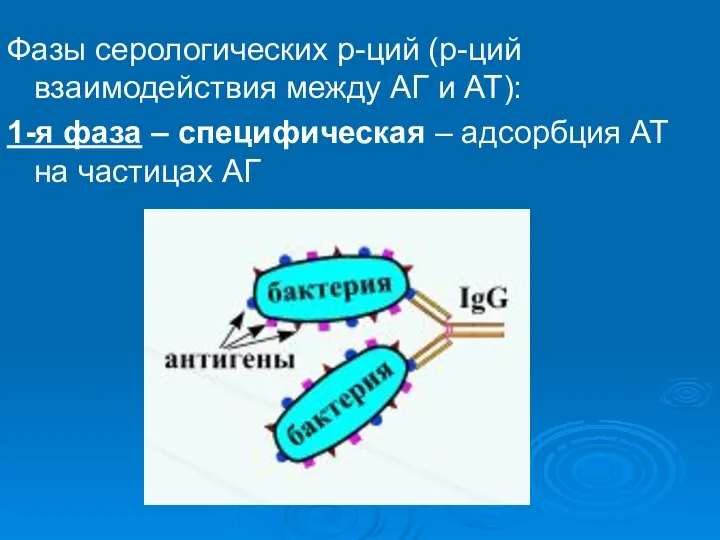 Фазы серологических р-ций (р-ций взаимодействия между АГ и АТ): 1-я фаза