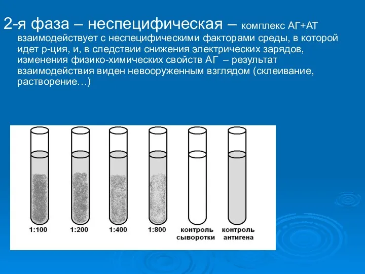 2-я фаза – неспецифическая – комплекс АГ+АТ взаимодействует с неспецифическими факторами