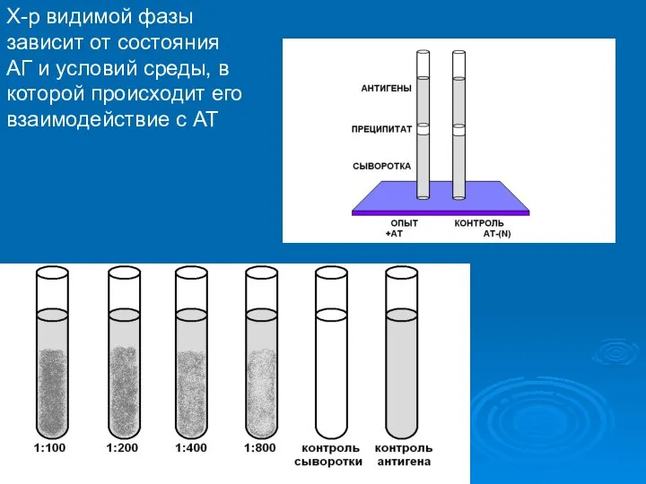 Х-р видимой фазы зависит от состояния АГ и условий среды, в