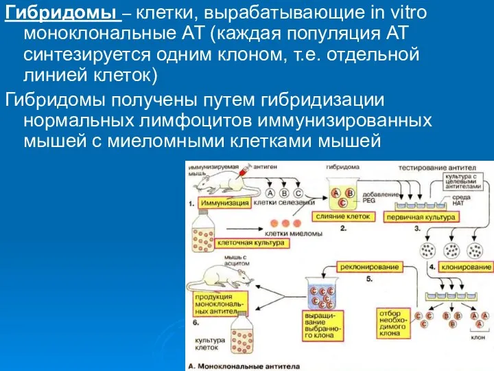 Гибридомы – клетки, вырабатывающие in vitro моноклональные АТ (каждая популяция АТ