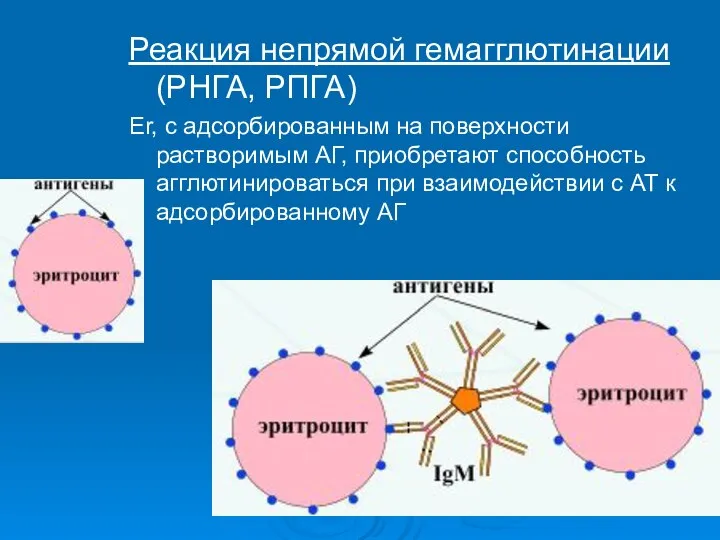 Реакция непрямой гемагглютинации (РНГА, РПГА) Er, с адсорбированным на поверхности растворимым