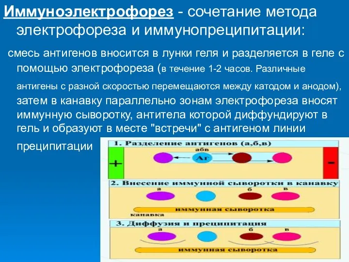 Иммуноэлектрофорез - сочетание метода электрофореза и иммунопреципитации: смесь антигенов вносится в