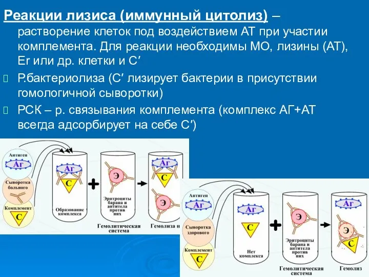 Реакции лизиса (иммунный цитолиз) – растворение клеток под воздействием АТ при