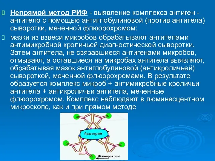 Непрямой метод РИФ - выявление комплекса антиген - антитело с помощью