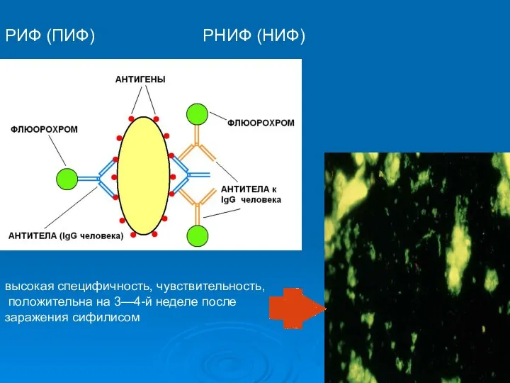 РИФ (ПИФ) РНИФ (НИФ) высокая специфичность, чувствительность, положительна на 3—4-й неделе после заражения сифилисом