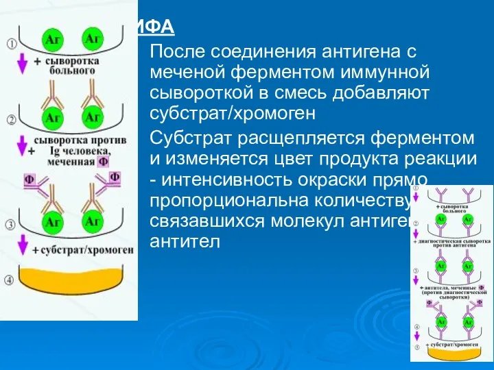 ИФА После соединения антигена с меченой ферментом иммунной сывороткой в смесь