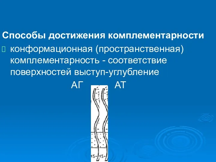 Способы достижения комплементарности конформационная (пространственная) комплементарность - соответствие поверхностей выступ-углубление АГ АТ