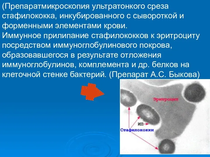 (Препаратмикроскопия ультратонкого среза стафилококка, инкубированного с сывороткой и форменными элементами крови.