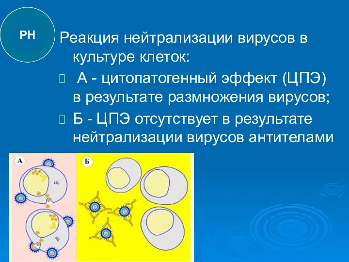 Реакция нейтрализации вирусов в культуре клеток: А - цитопатогенный эффект (ЦПЭ)