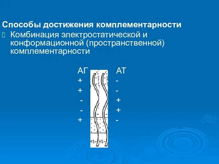 Способы достижения комплементарности Комбинация электростатической и конформационной (пространственной) комплементарности АГ АТ