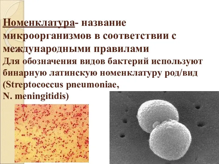 Номенклатура- название микроорганизмов в соответствии с международными правилами Для обозначения видов