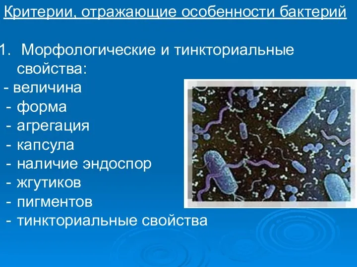 Критерии, отражающие особенности бактерий Морфологические и тинкториальные свойства: - величина форма