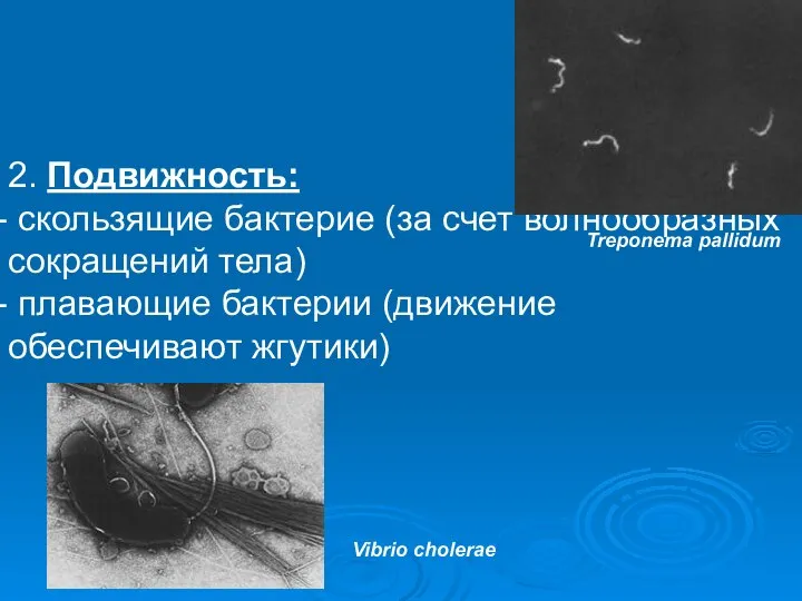 2. Подвижность: скользящие бактерие (за счет волнообразных сокращений тела) плавающие бактерии