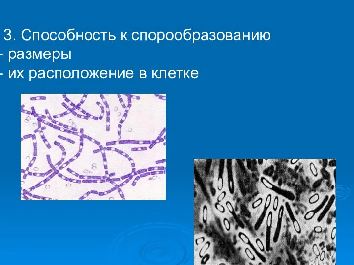 3. Способность к спорообразованию размеры их расположение в клетке