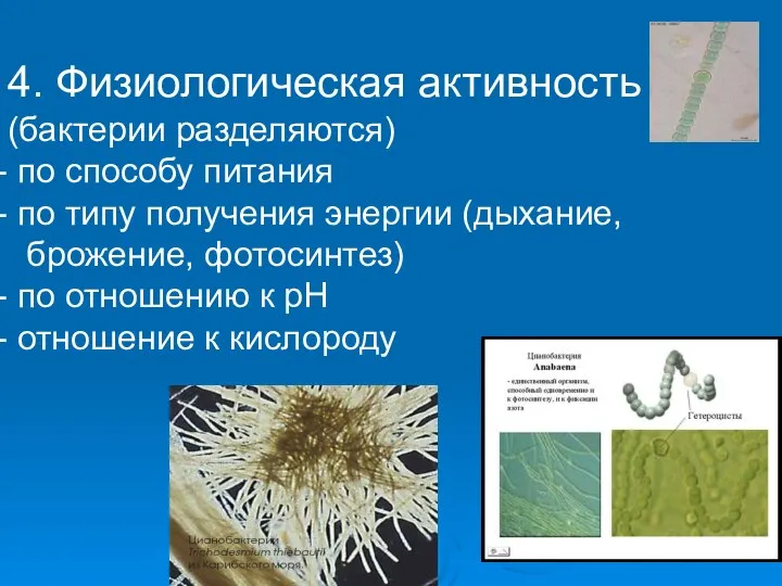 4. Физиологическая активность (бактерии разделяются) по способу питания по типу получения