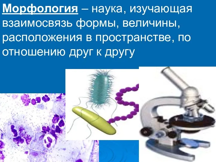 Морфология – наука, изучающая взаимосвязь формы, величины, расположения в пространстве, по отношению друг к другу