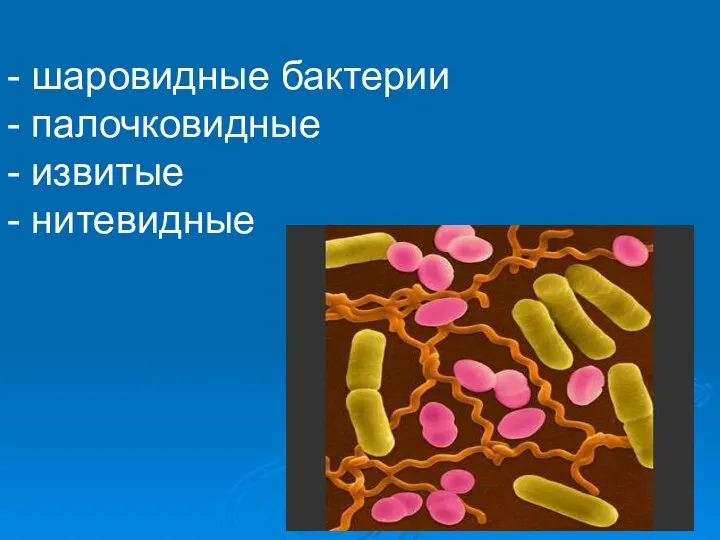 - шаровидные бактерии - палочковидные - извитые - нитевидные