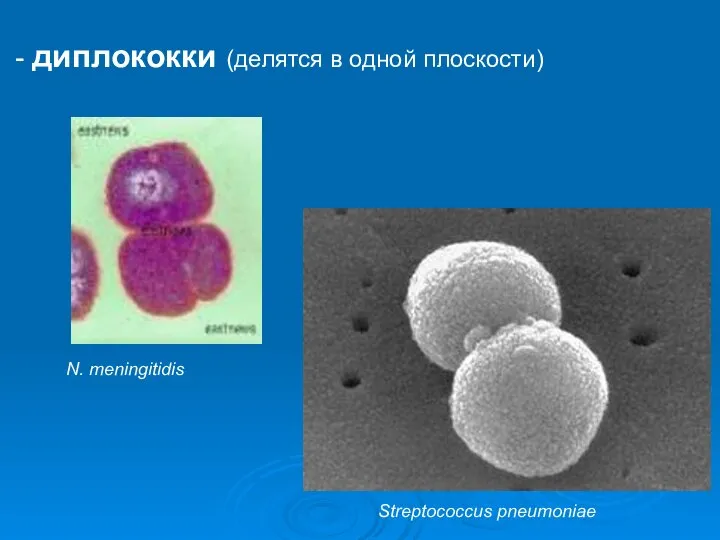 - диплококки (делятся в одной плоскости) Streptococcus pneumoniae N. meningitidis