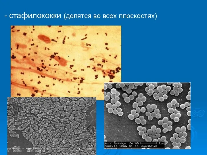 - стафилококки (делятся во всех плоскостях)