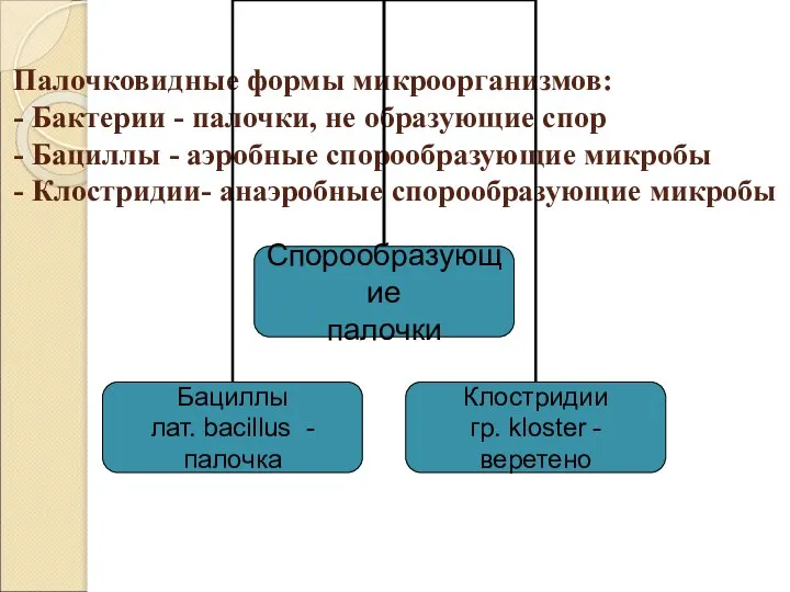 Палочковидные формы микроорганизмов: - Бактерии - палочки, не образующие спор -