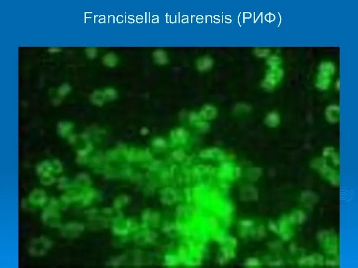 Francisella tularensis (РИФ)