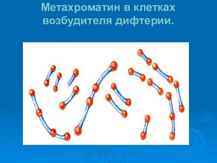 Метахроматин в клетках возбудителя дифтерии.