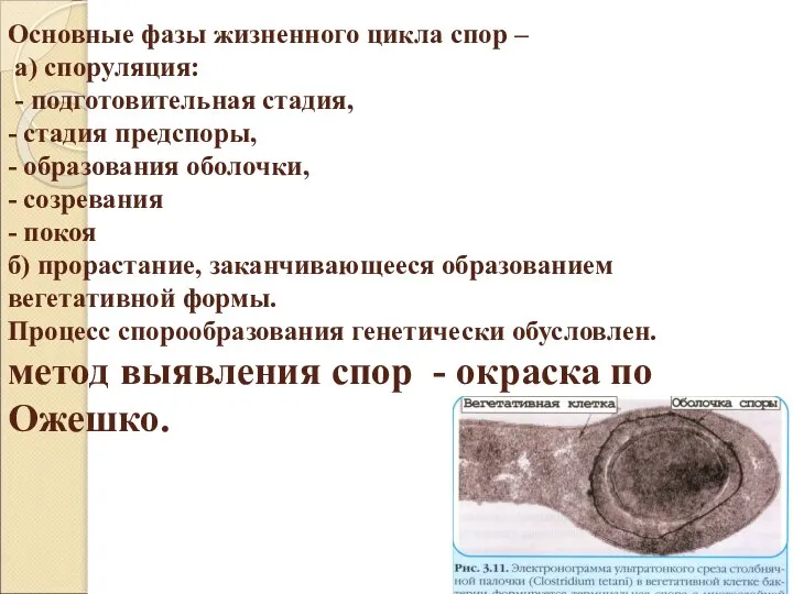 Основные фазы жизненного цикла спор – а) споруляция: - подготовительная стадия,