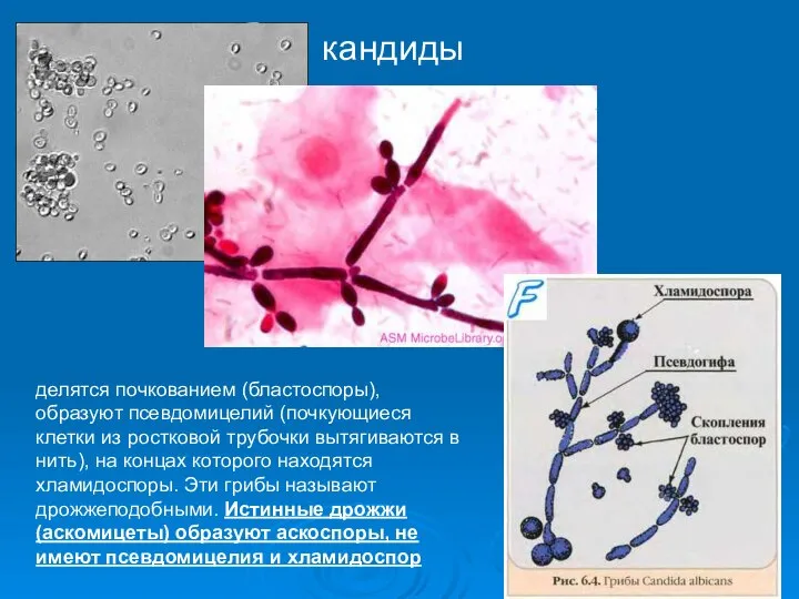 кандиды делятся почкованием (бластоспоры), образуют псевдомицелий (почкующиеся клетки из ростковой трубочки