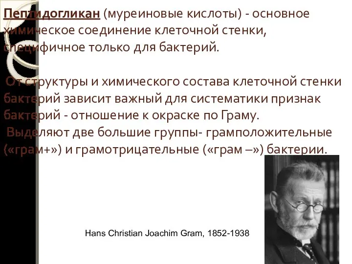 Пептидогликан (муреиновые кислоты) - основное химическое соединение клеточной стенки, специфичное только