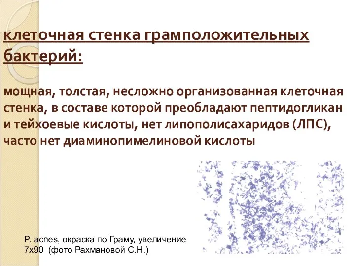 клеточная стенка грамположительных бактерий: мощная, толстая, несложно организованная клеточная стенка, в