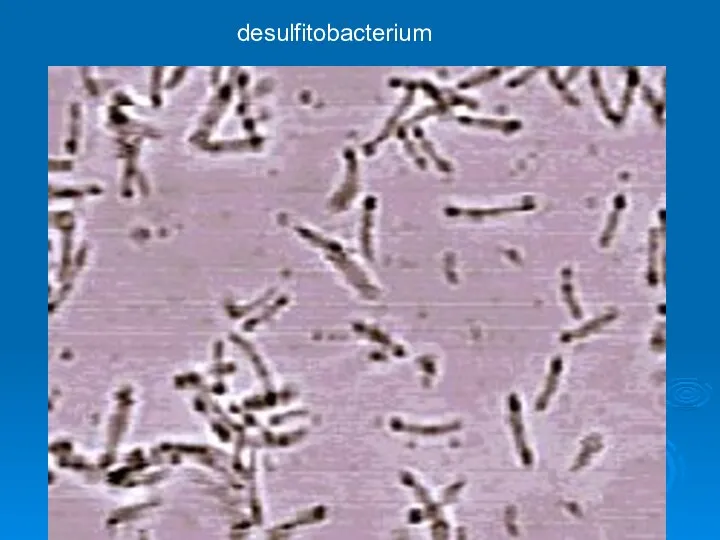 desulfitobacterium