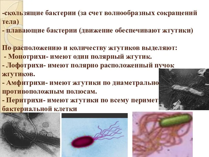 -скользящие бактерии (за счет волнообразных сокращений тела) - плавающие бактерии (движение