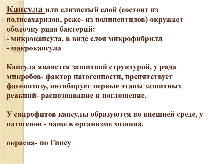 Капсула или слизистый слой (состоит из полисахаридов, реже- из полипептидов) окружает