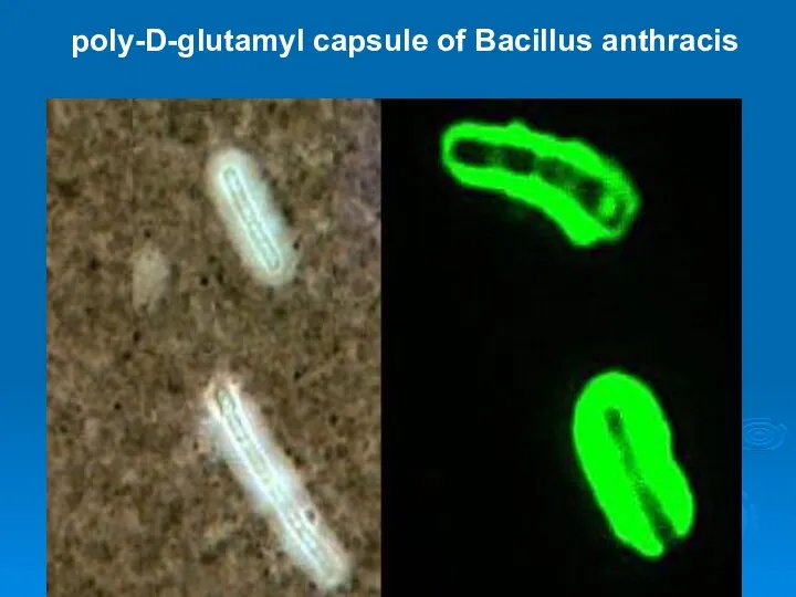 poly-D-glutamyl capsule of Bacillus anthracis