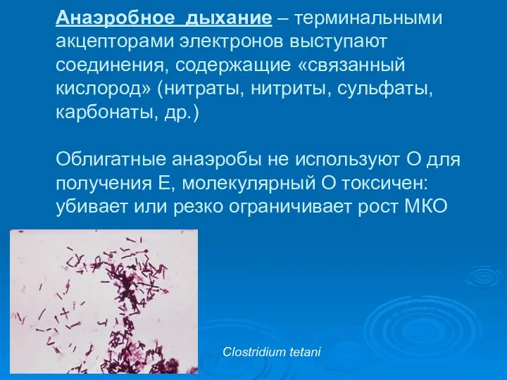 Анаэробное дыхание – терминальными акцепторами электронов выступают соединения, содержащие «связанный кислород»