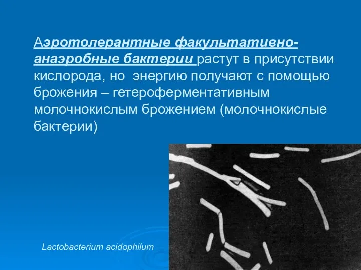 Аэротолерантные факультативно-анаэробные бактерии растут в присутствии кислорода, но энергию получают с