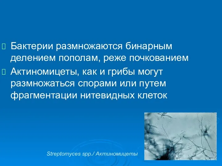 Бактерии размножаются бинарным делением пополам, реже почкованием Актиномицеты, как и грибы