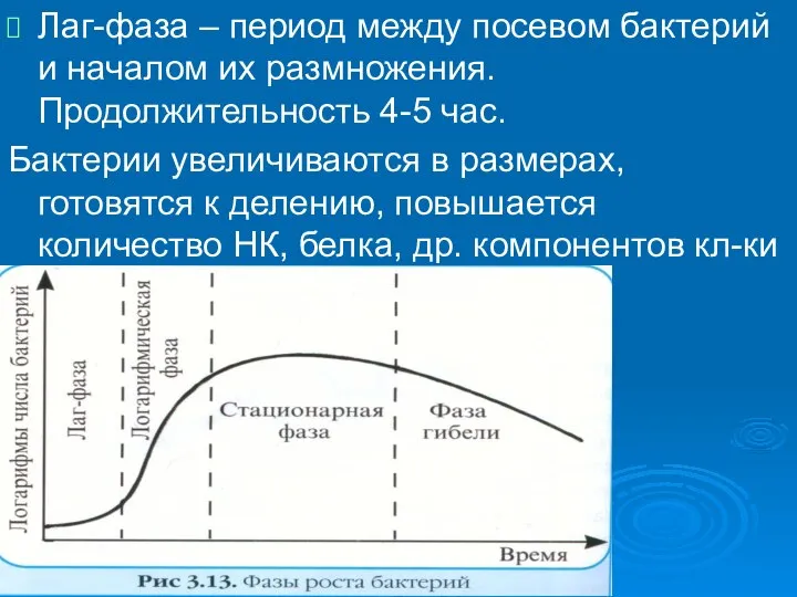 Лаг-фаза – период между посевом бактерий и началом их размножения. Продолжительность