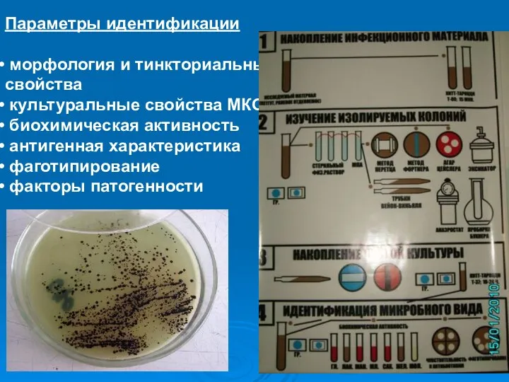 Параметры идентификации морфология и тинкториальные свойства культуральные свойства МКО биохимическая активность антигенная характеристика фаготипирование факторы патогенности